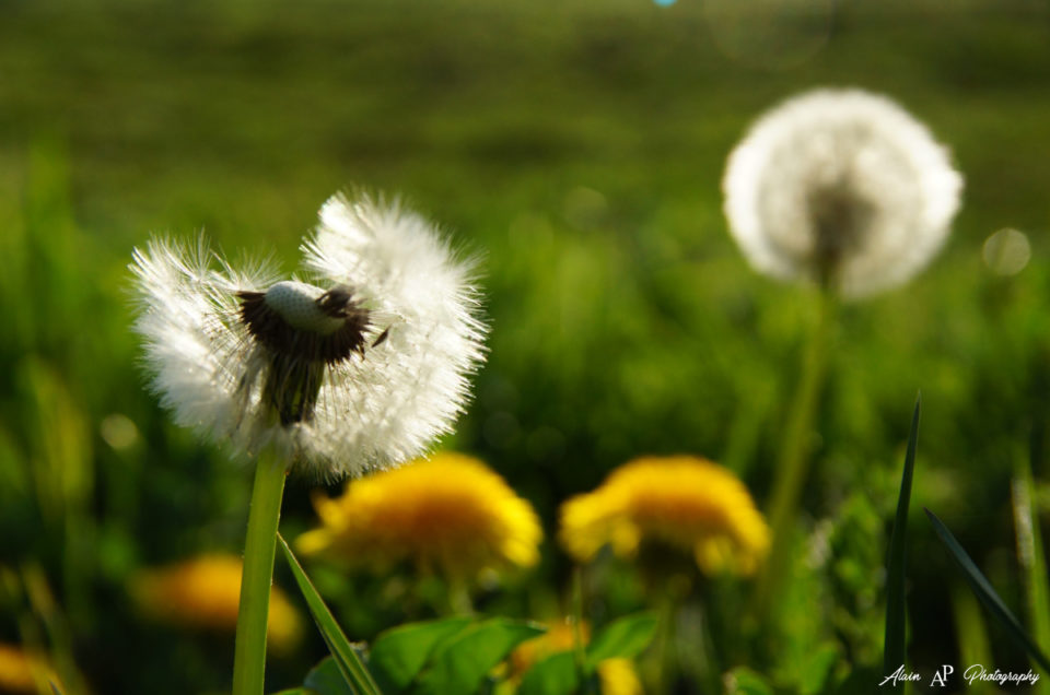 Un printemps vraiment inhabituel…