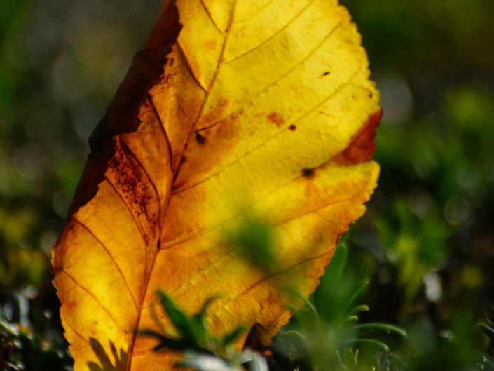 Couleurs automnales (1)