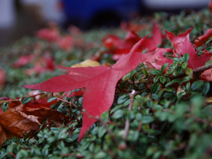 Couleurs automnales (2)