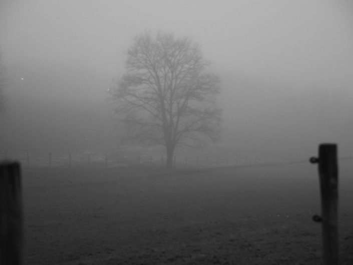 Brouillard dans la campagne