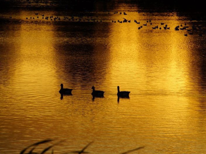Le Lac doré