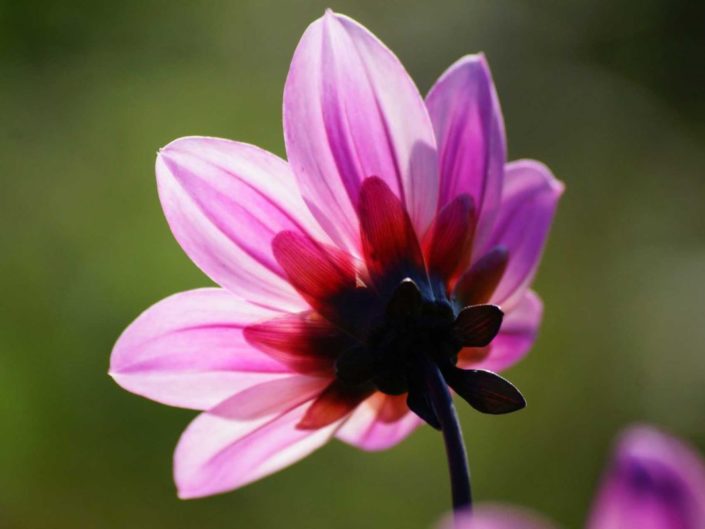 Bain de soleil pour une fleur