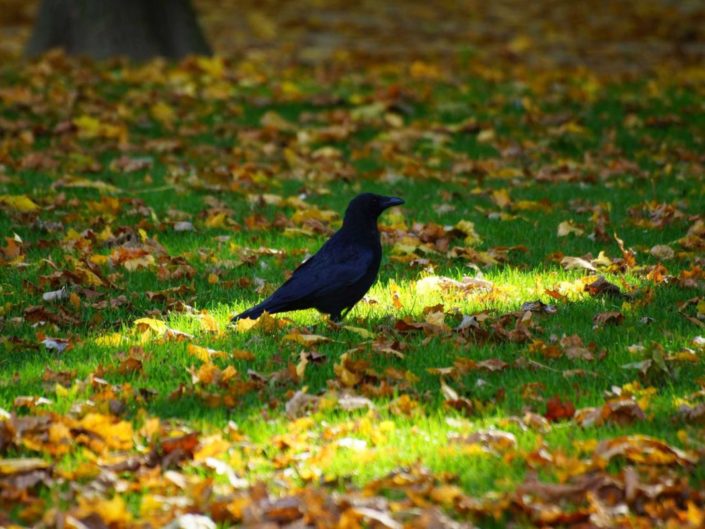 Curieux, je me sens observé... Est-ce une impression ?
