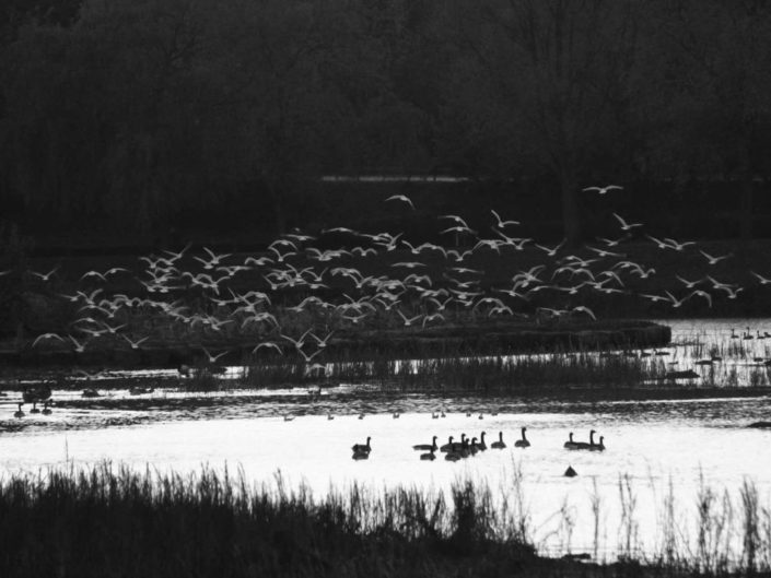 Un peu d'exercice physique pour nos animaux à plumes (Lac de Louvain-la-Neuve)