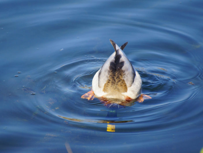 Le quotidien de nos chers petits amis à plumes et à poils du Lac (partie 1)